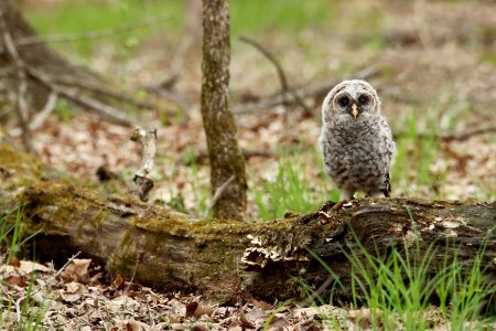 Barred owl fledgling photo