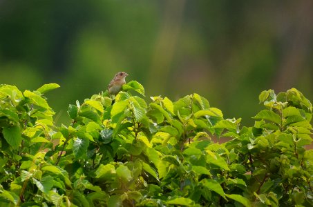 Grasshopper Sparrow photo