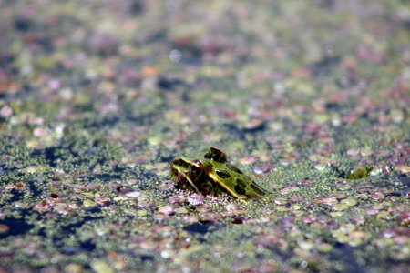 Leopard Frog