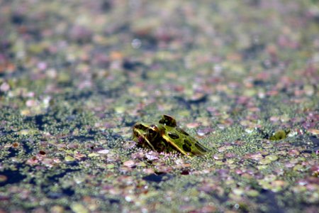 Leopard Frog photo