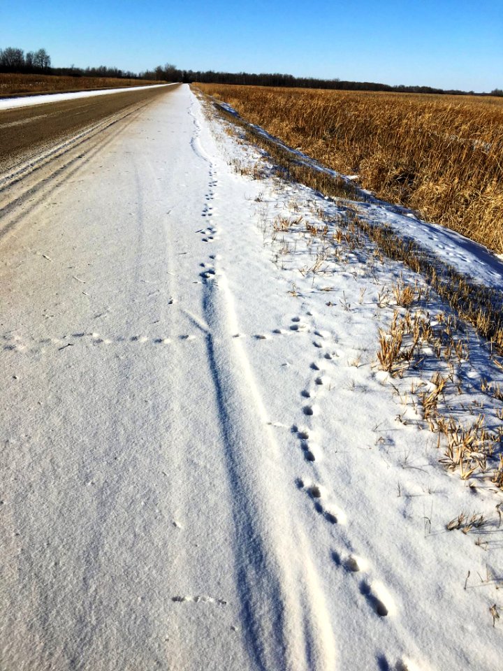 River Otter Tracks