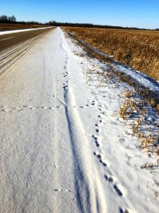 River Otter Tracks