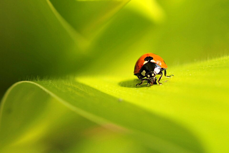Coccinella on leaf macroaufnahme