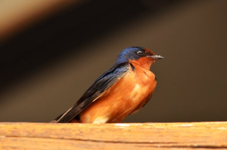Barn Swallow photo