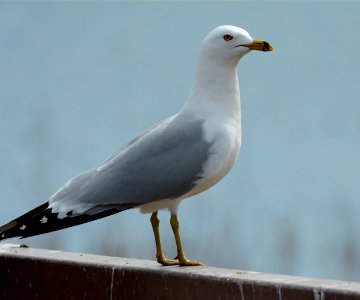 Ring-billed gull at Shiawassee National Wildlife Refuge