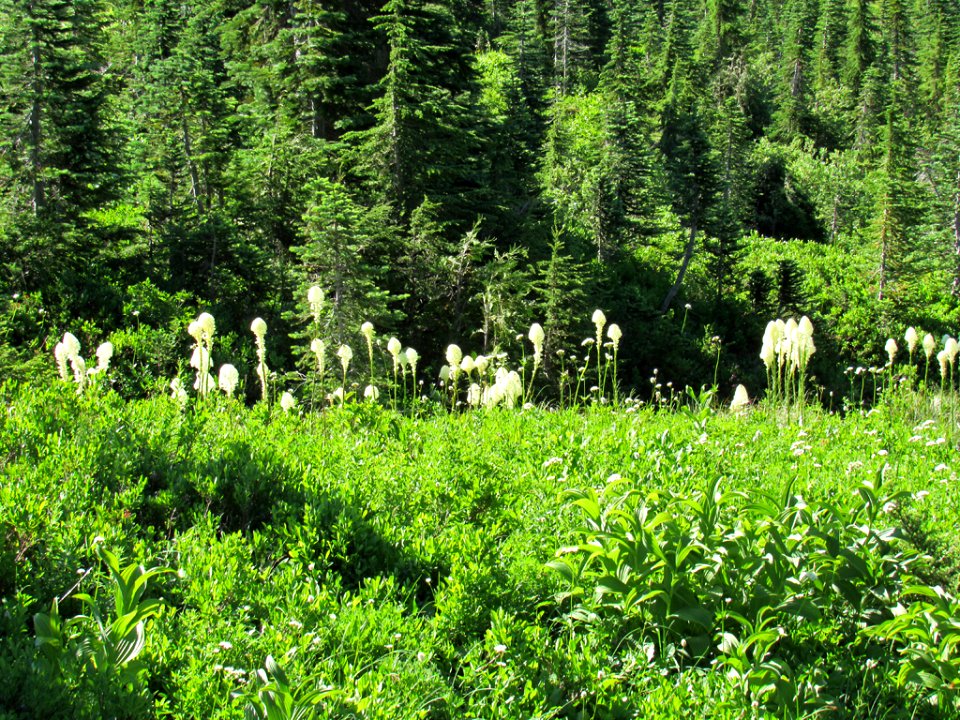 Paradise Skyline Trail at Mt. Rainier NP in WA
