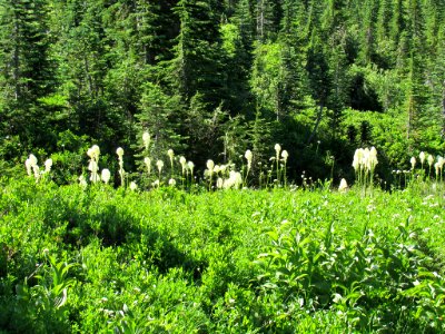 Paradise Skyline Trail at Mt. Rainier NP in WA