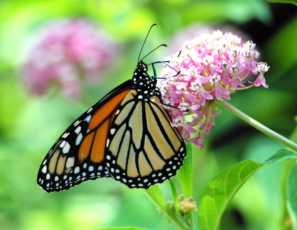 Monarch butterfly on swamp milkweed photo