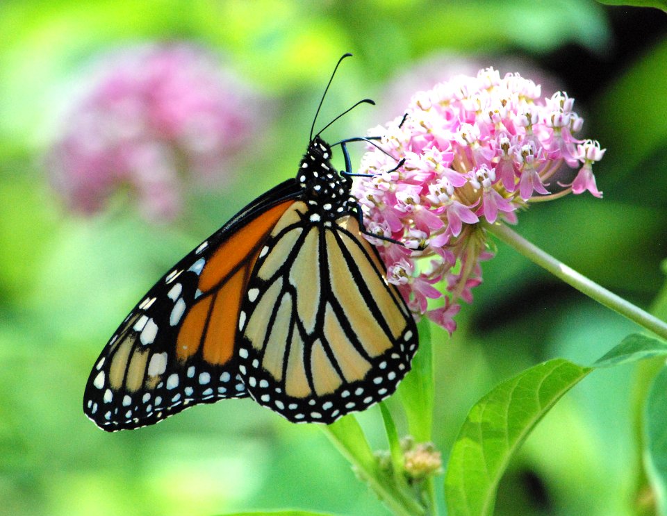 Monarch butterfly on swamp milkweed