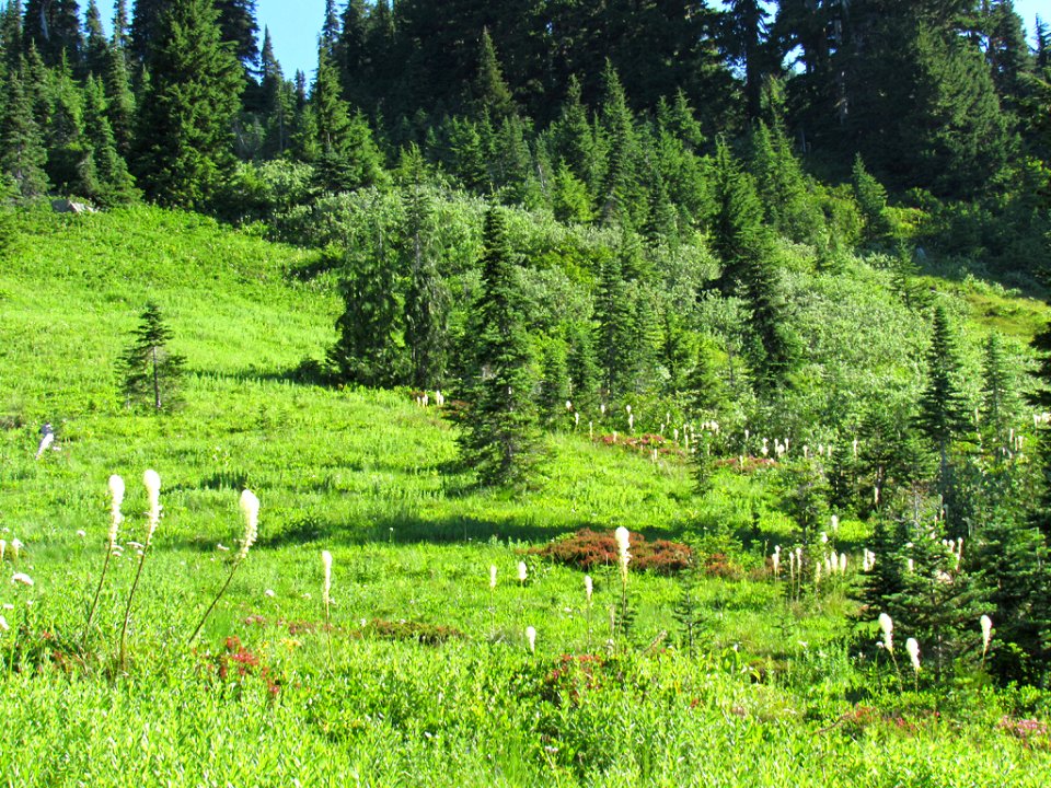 Paradise Skyline Trail at Mt. Rainier NP in WA