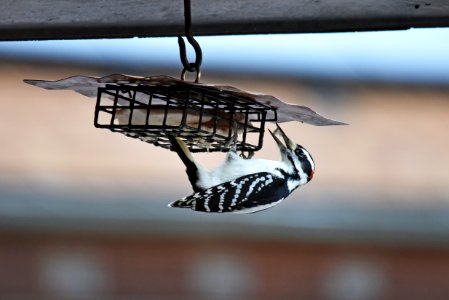 Hairy woodpecker visiting a suet feeder photo