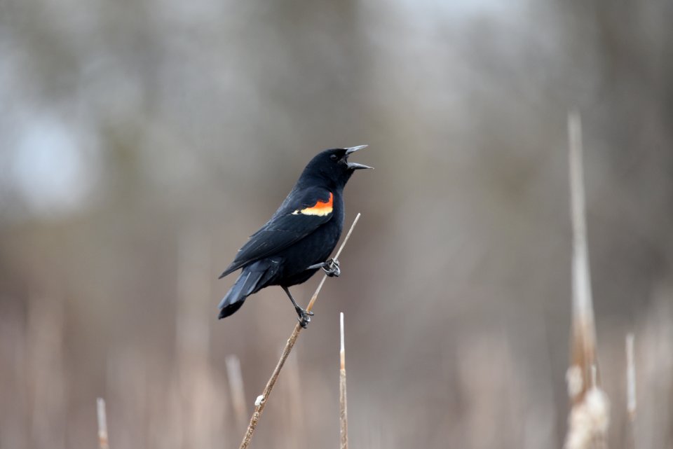 Red-winged blackbird singing photo