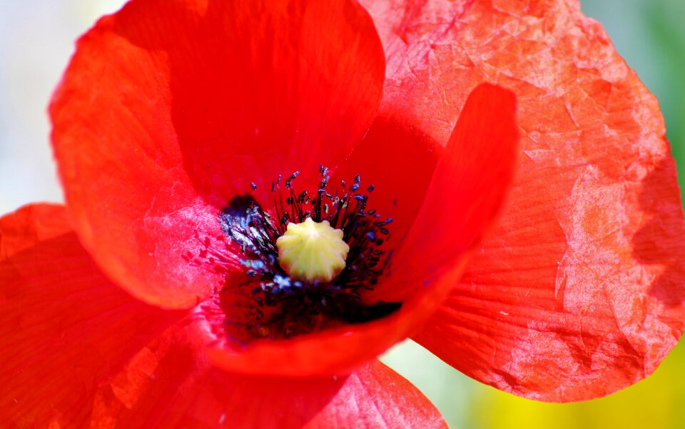 Stamens red transient