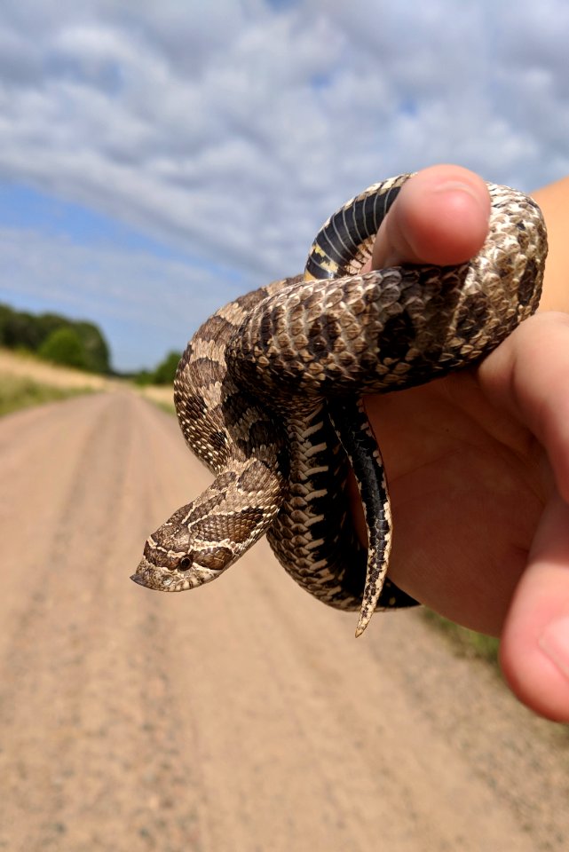 Western Hognose Snake