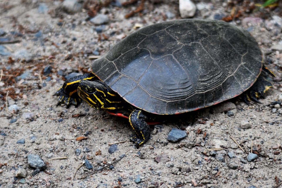 Painted turtle