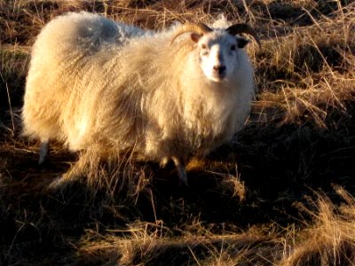 Feeling Sheepish Today