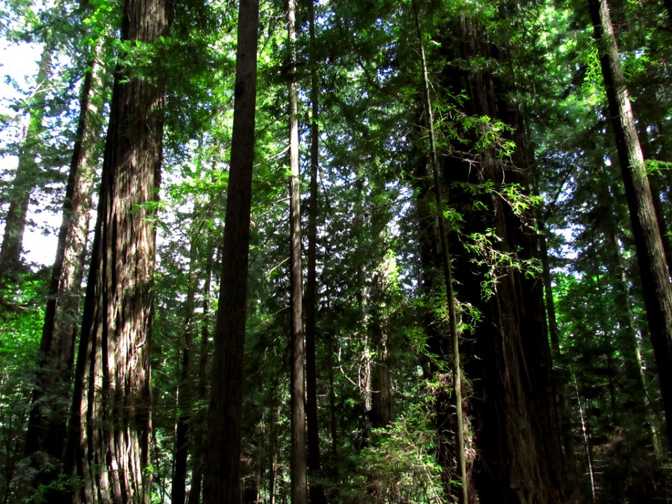 Avenue of the Giants at Redwoods in California