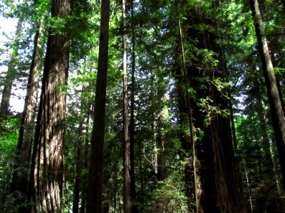 Avenue of the Giants at Redwoods in California