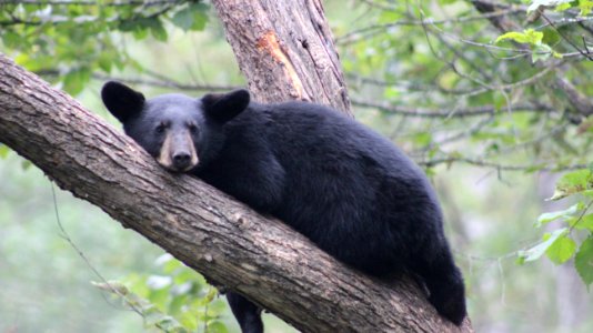 Resting Black Bear