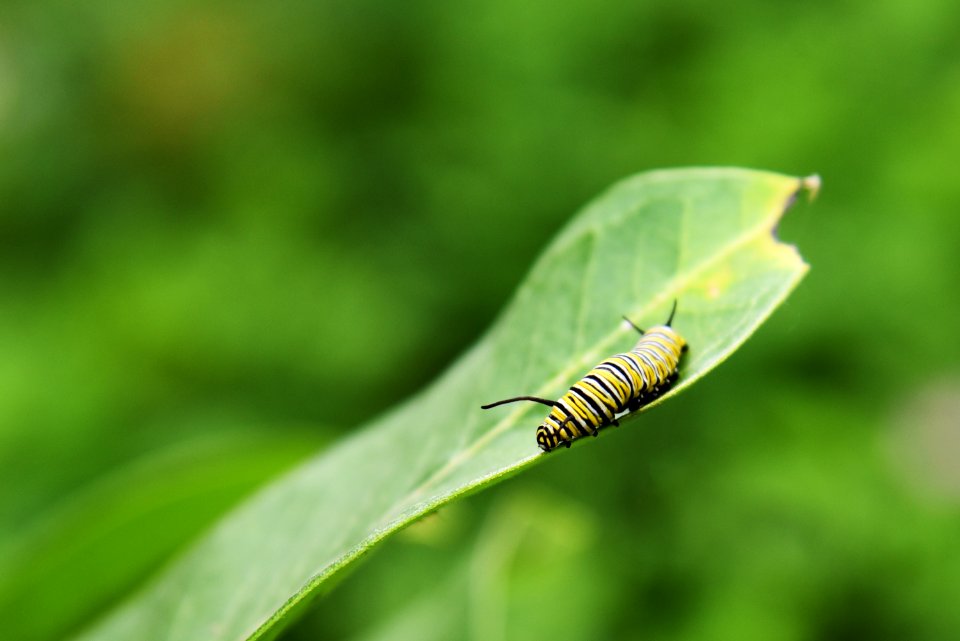 Monarch Caterpillar on Common Milkweed photo