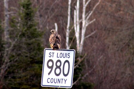 Rough-legged Hawk photo