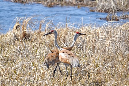 Sandhill crane pair photo