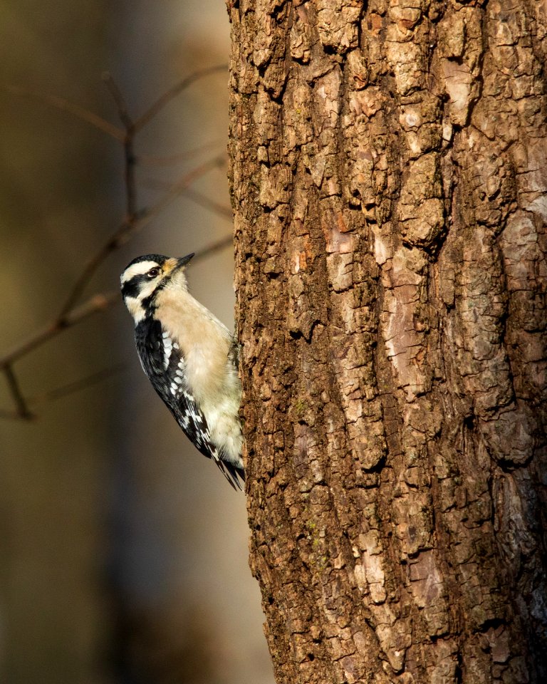 Downy woodpecker