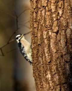 Downy woodpecker photo