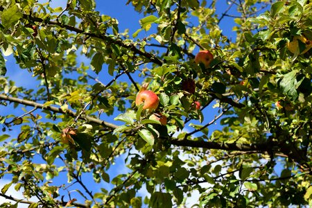 Fruit garden autumn