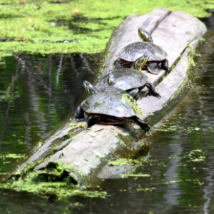 Midland Painted Turtles photo