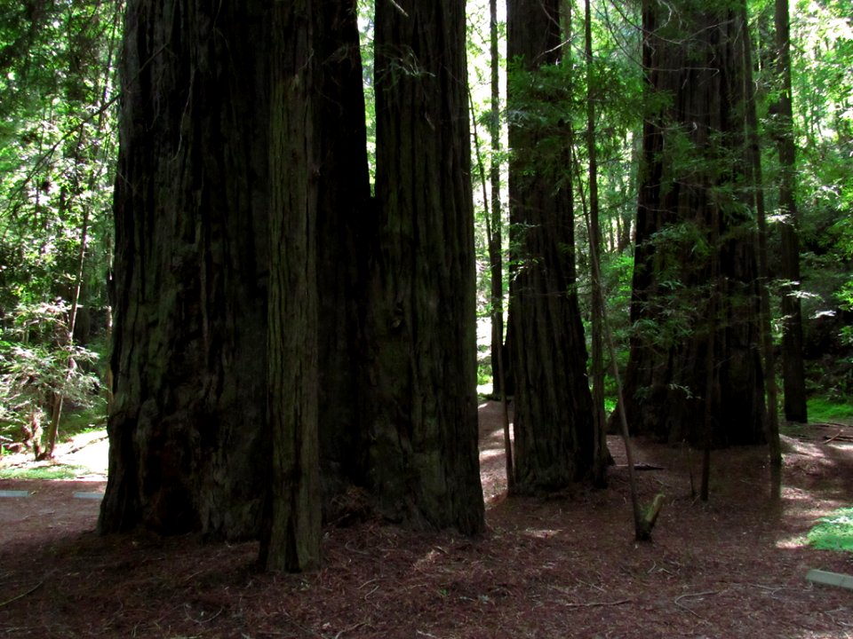 Avenue of the Giants at Redwoods in California