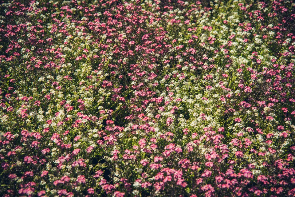 Blooming blossoms spring