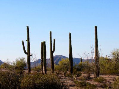 Sonoran Desert NM in AZ