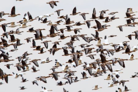 White-fronted geese and snow geese in flight
