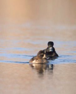 Ring-necked ducks on the water photo