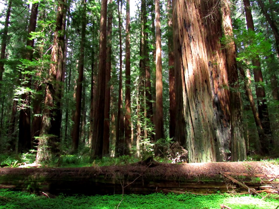 Avenue of the Giants at Redwoods in California