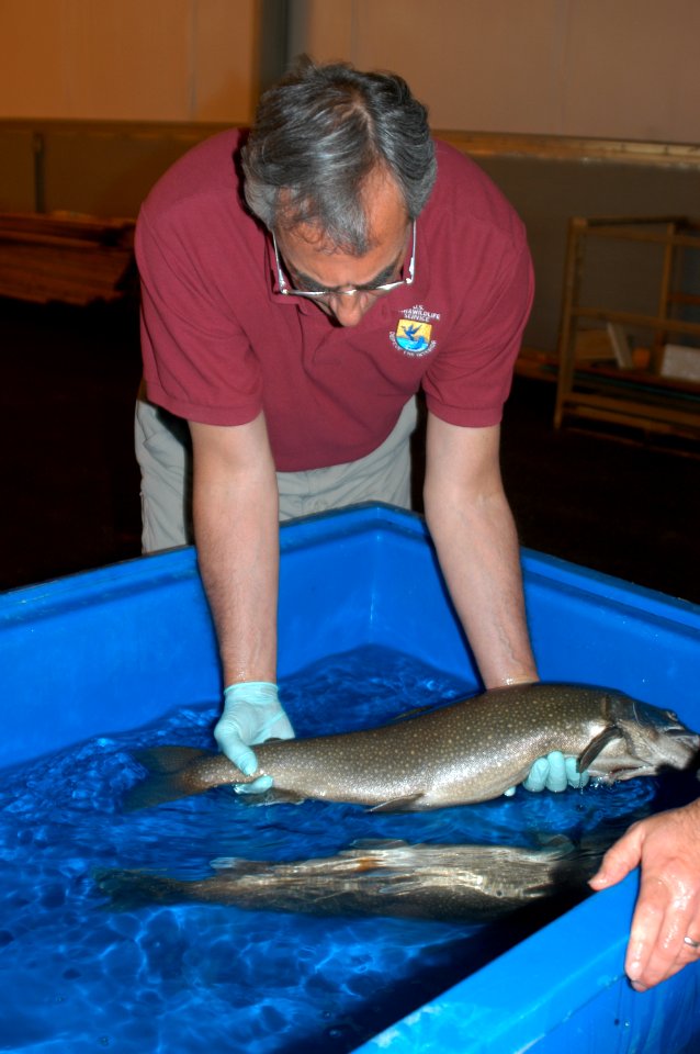 RD with Coaster Brook Trout @ Iron River NFH