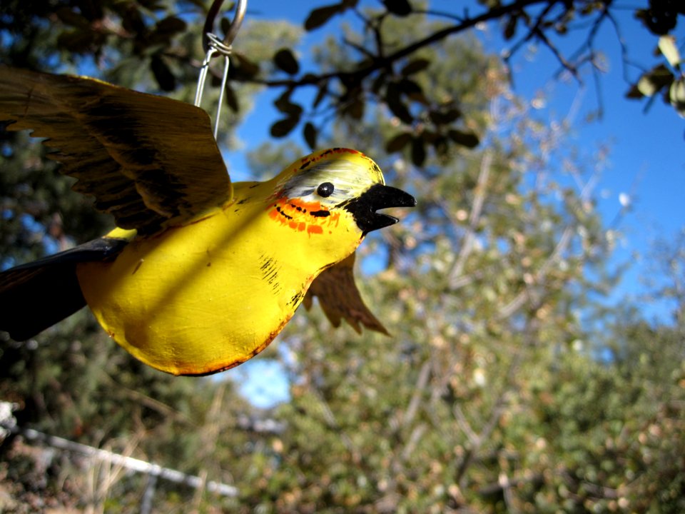 Bird Talk 2