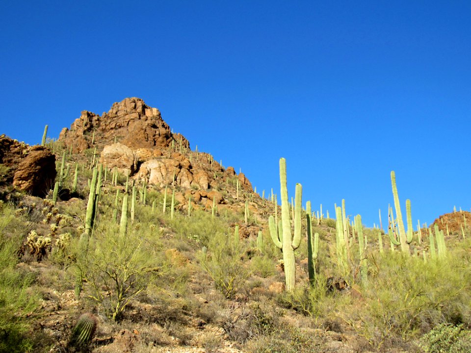 Saguaro NP in Arizona