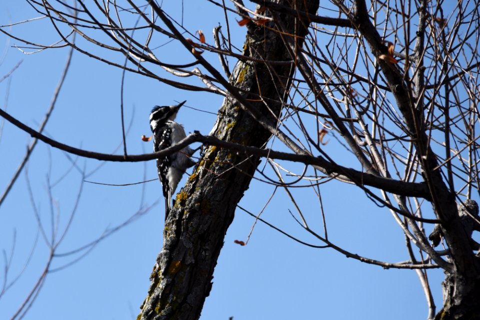 Hairy woodpecker photo