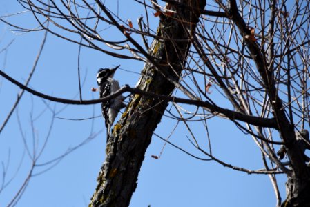 Hairy woodpecker