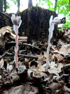 Indian Pipe