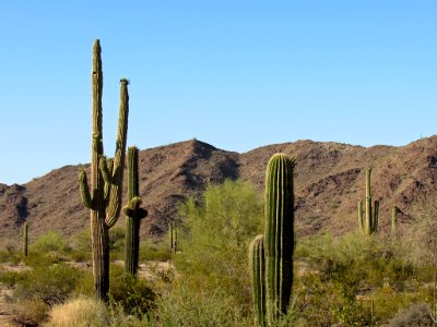 Sonoran Desert NM in AZ