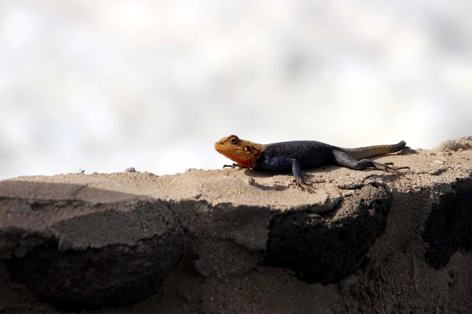 Nature dinosaur fauna