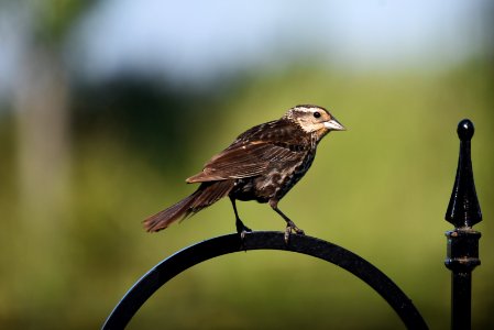 Red-winged blackbird (female) photo