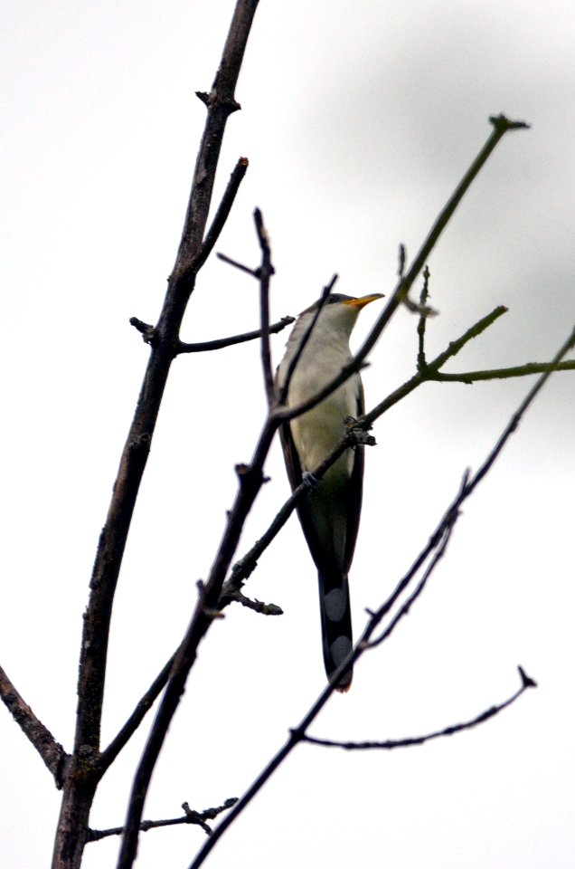 Yellow-billed Cuckoo