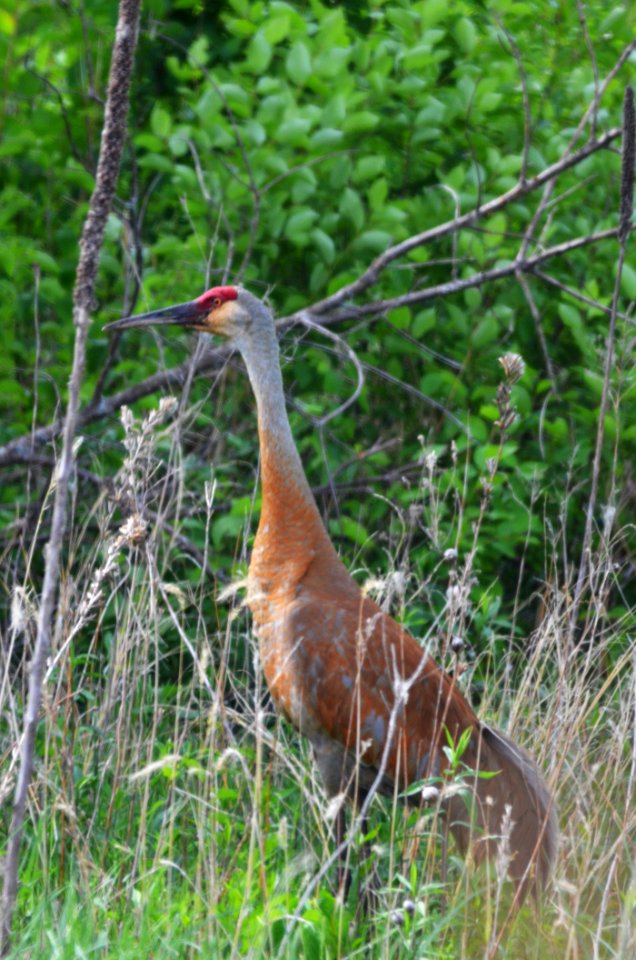 Sandhill Crane