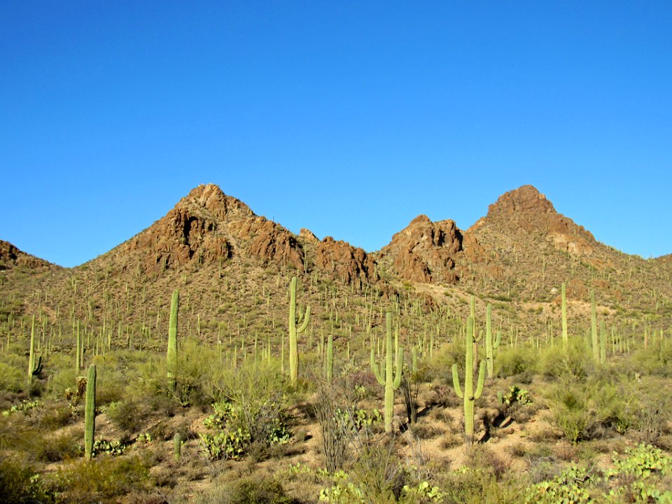 Saguaro NP in Arizona