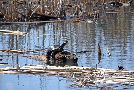 Blanding's turtle photo