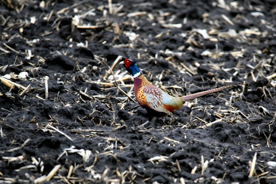 Ring-necked pheasant